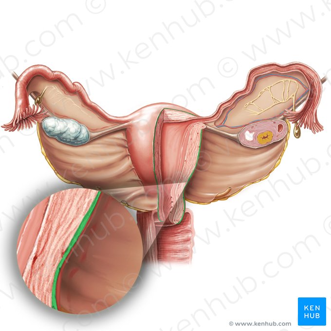 Perimetrium; Image: Samantha Zimmerman