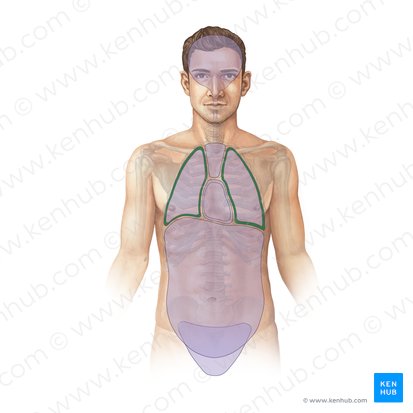 Pleural cavity (Cavitas pleuralis); Image: Paul Kim