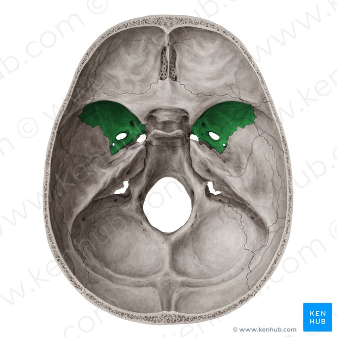 Greater wing of sphenoid bone (Ala major ossis sphenoidalis); Image: Yousun Koh