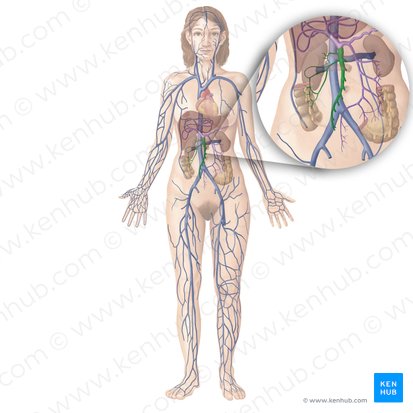 Superior mesenteric vein (Vena mesenterica superior); Image: Begoña Rodriguez