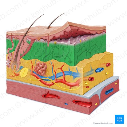 Camada reticular da derme (Stratum reticulare dermis); Imagem: Paul Kim