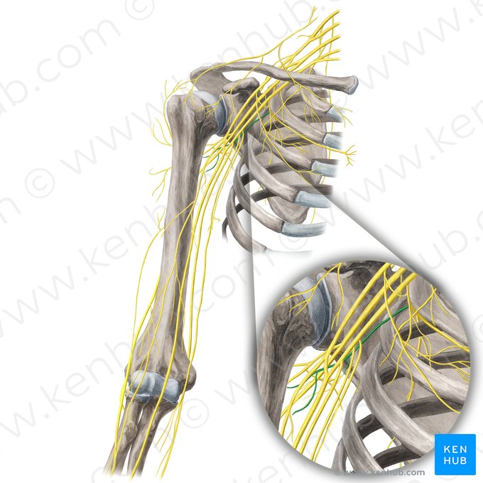 Nervo intercostobraquial (Nervus intercostobrachialis); Imagem: Yousun Koh