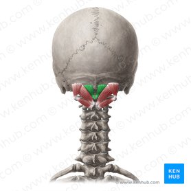 Músculo recto posterior menor de la cabeza (Musculus rectus capitis posterior minor); Imagen: Yousun Koh