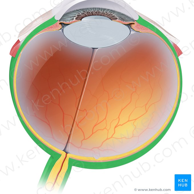 Sclera (Lederhaut); Bild: Paul Kim
