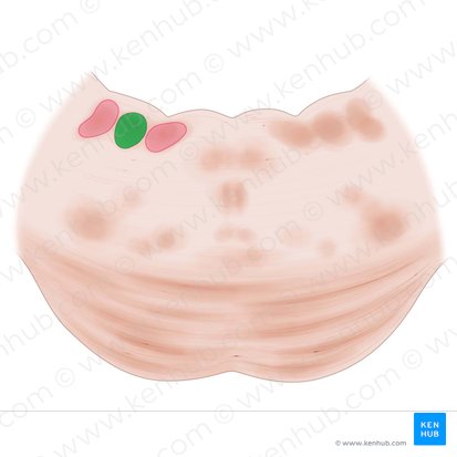 Lateral vestibular nucleus (Nucleus vestibularis lateralis); Image: Paul Kim