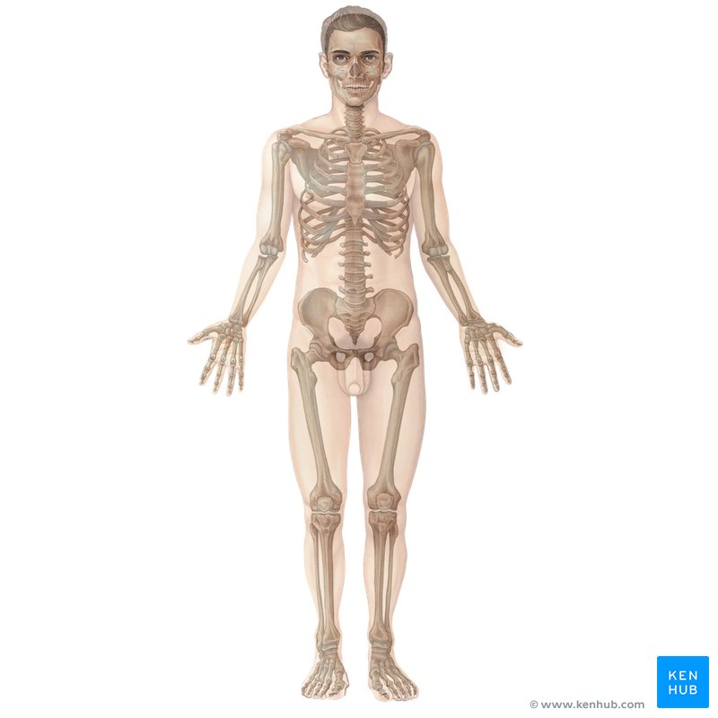 Human anatomy: Definition and overview of the organs | Kenhub