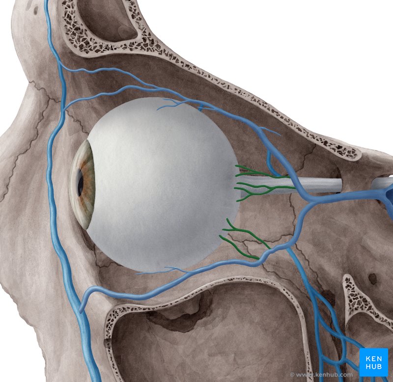 Vorticose veins - lateral-left view