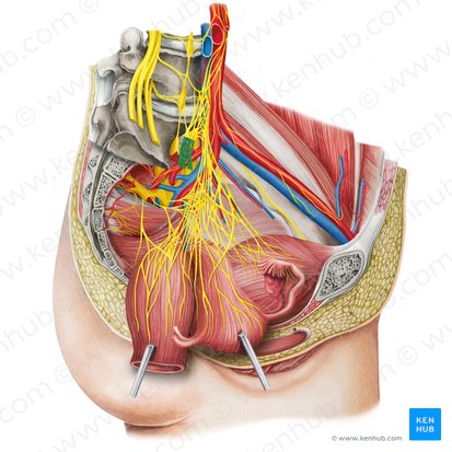 Right hypogastric nerve (Nervus hypogastricus dexter); Image: Irina Münstermann