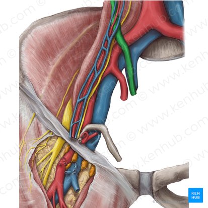 Ureter (Harnleiter); Bild: Hannah Ely