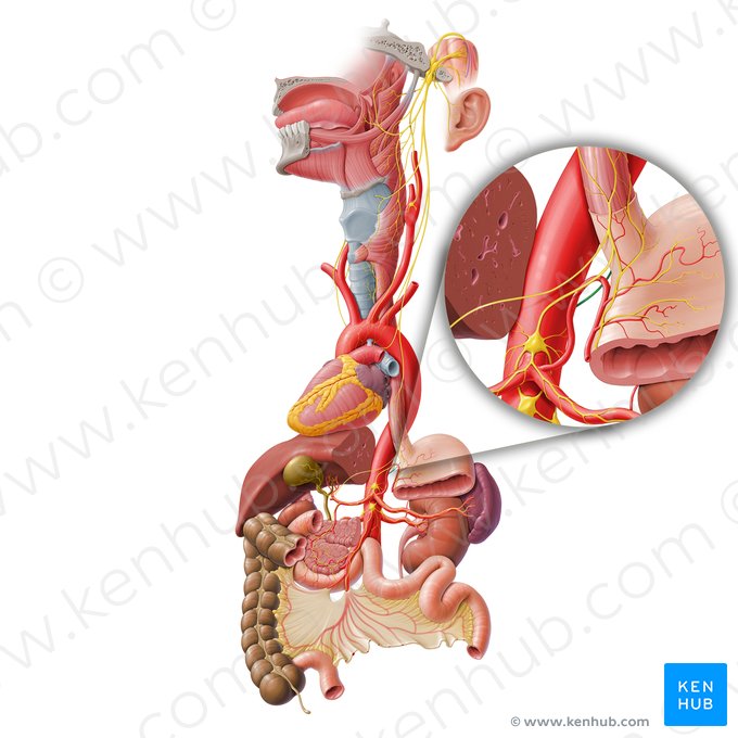 Ramos celíacos do tronco vagal posterior (Rami coeliaci trunci vagalis posterioris); Imagem: Paul Kim