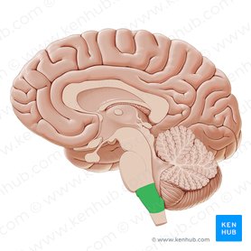 Brainstem: Definition, anatomy, parts, function | Kenhub