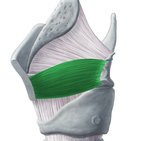 Musculus thyroarytenoideus