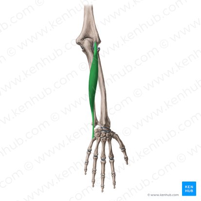 Musculus extensor carpi ulnaris (Ellenseitiger Handstrecker); Bild: Yousun Koh