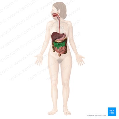 Jejunum; Image: Begoña Rodriguez