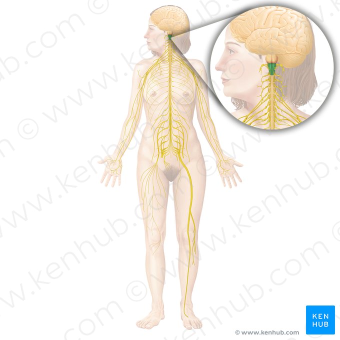 Moelle allongée (Medulla oblongata); Image : Begoña Rodriguez