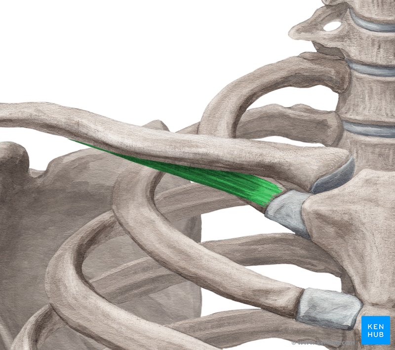 Subclavius muscle (musculus subclavius)