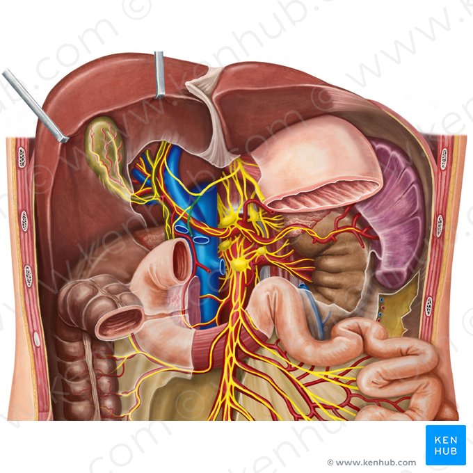 Pyloric branch of anterior vagal trunk (Ramus pyloricus trunci vagalis anterioris); Image: Irina Münstermann