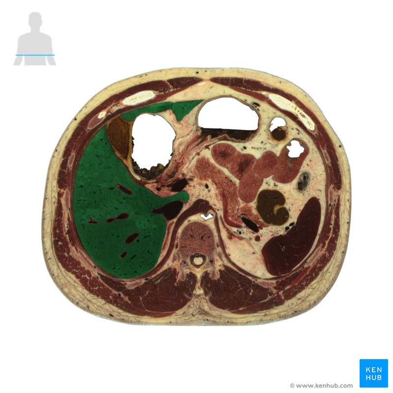 Liver - cross-section