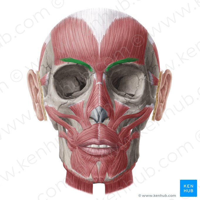 Músculo corrugador superciliar (Musculus corrugator supercilii); Imagen: Yousun Koh