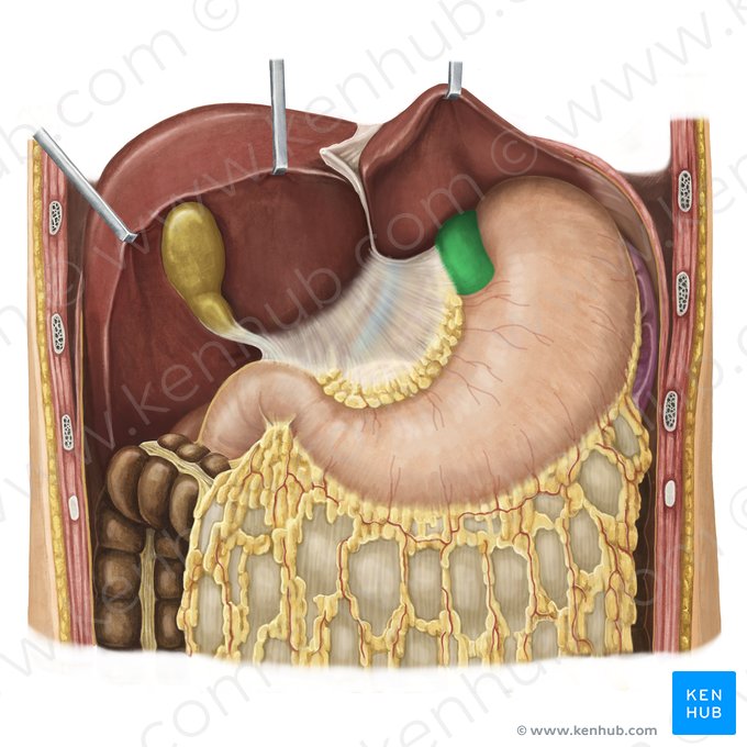 Esófago (Oesophagus); Imagen: Irina Münstermann