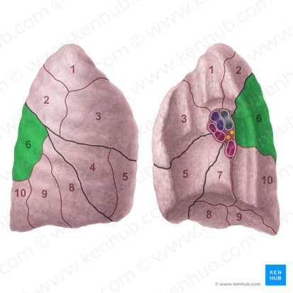Segmento superior do pulmão direito (Segmentum superius pulmonis dextri); Imagem: Paul Kim