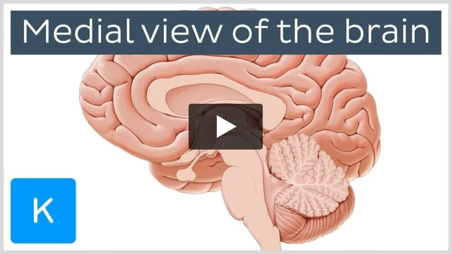 The Role of the Prefrontal Cortex in Chronic Pain - The Pain PT