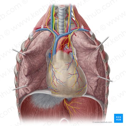 Right common carotid artery (Arteria carotis communis dextra); Image: Yousun Koh