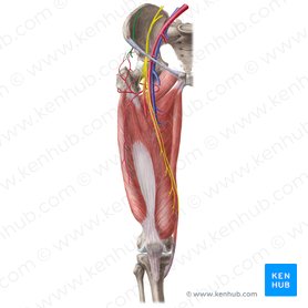 Lateral femoral cutaneous nerve (Nervus cutaneus lateralis femoris); Image: Liene Znotina