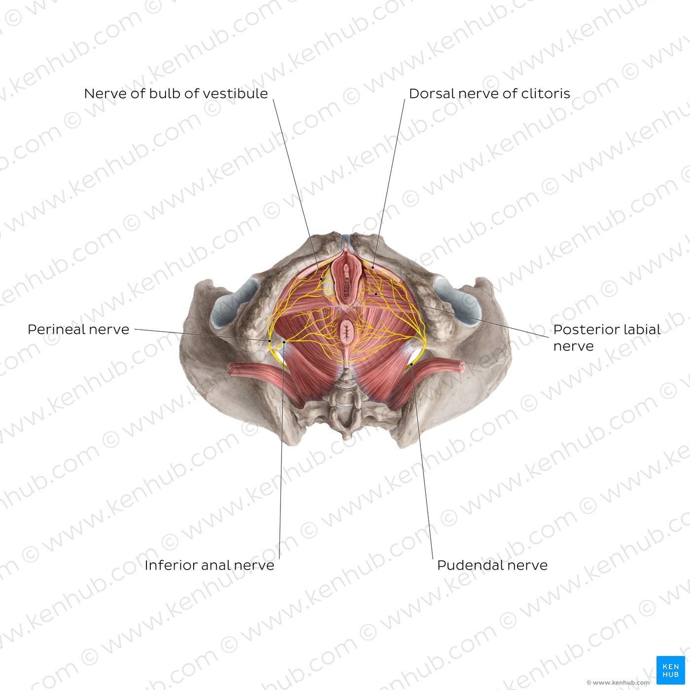 Nerves of the clitoris