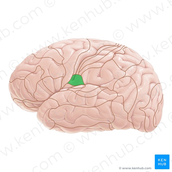 Área 43 de Brodmann (Area Brodmann 43); Imagem: Paul Kim