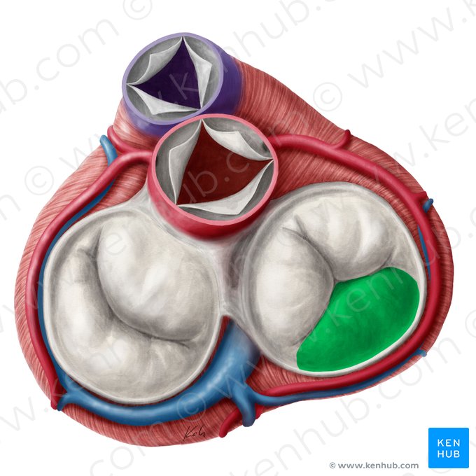 Cúspide posterior de la valva atrioventricular derecha (Cuspis inferior valvae atrioventricularis dextrae); Imagen: Yousun Koh