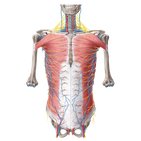 Neurovasculature of the abdominal wall