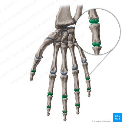 Interphalangeal joints of hand (Articulationes interphalangeae manus); Image: Yousun Koh