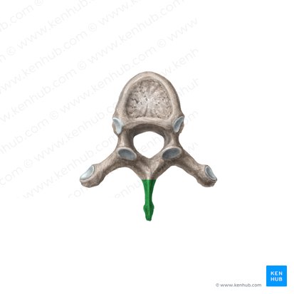 Processus spinosus vertebrae (Dornfortsatz des Wirbels); Bild: Liene Znotina