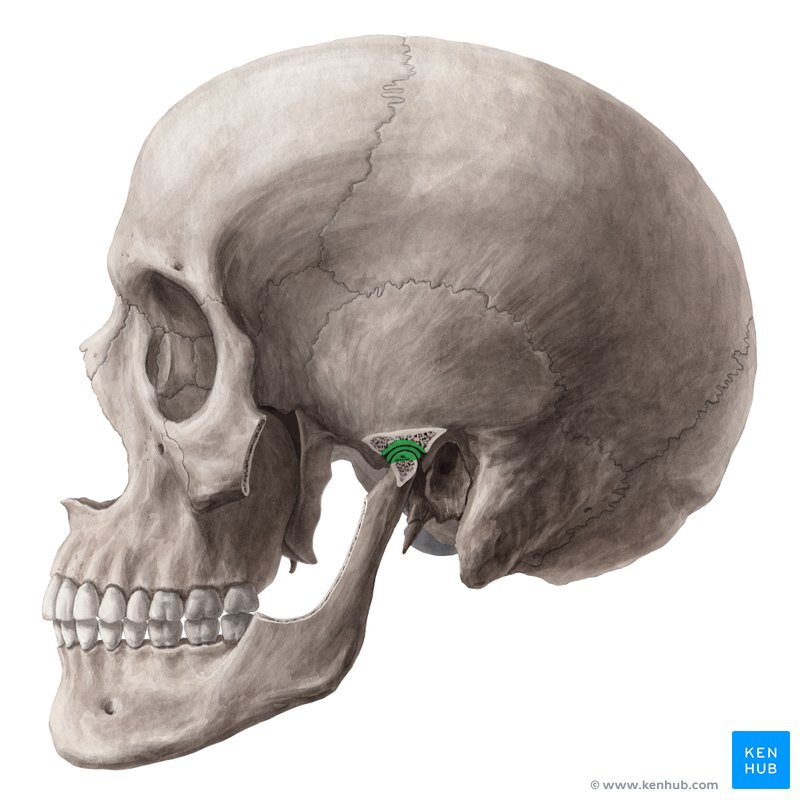 Temporomandibular joint - lateral-left view