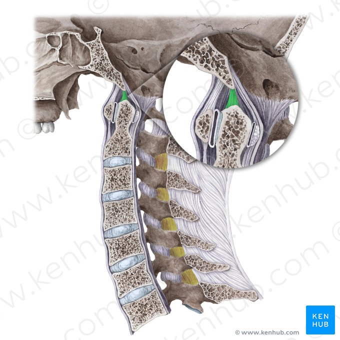 Ligamento del vértice del diente (Ligamentum apicis dentis); Imagen: Liene Znotina