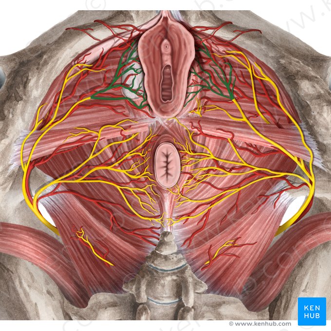 Nervi labiales posteriores (Hintere Schamlippennerven); Bild: Rebecca Betts
