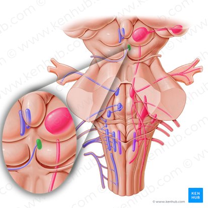 Nucleus of trochlear nerve (Nucleus nervi trochlearis); Image: Paul Kim