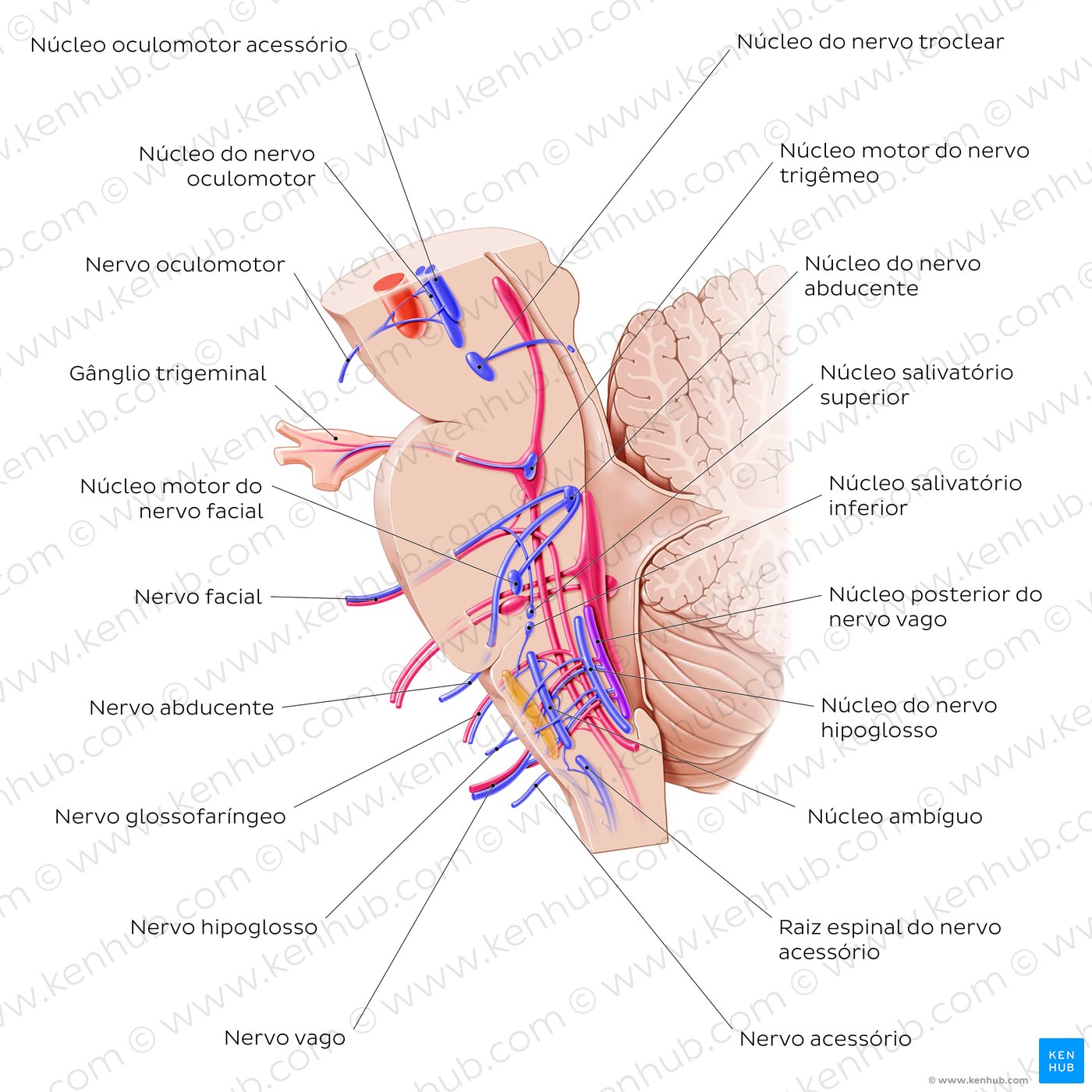 Núcleos dos nervos cranianos