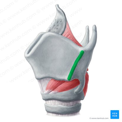 Oblique line of thyroid cartilage (Linea obliqua cartilaginis thyroideae); Image: Yousun Koh