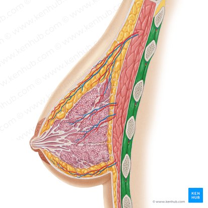 Intercostal muscles (Musculi intercostales); Image: Samantha Zimmerman