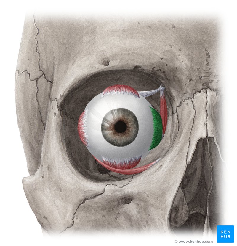 Medial rectus muscle - ventral view