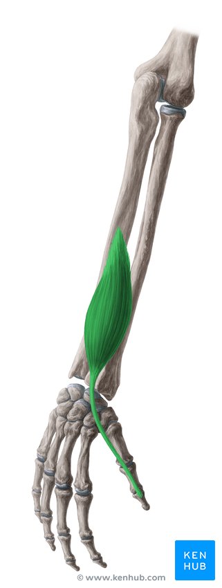 Extensor pollicis longus muscle - dorsal view