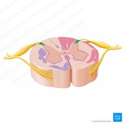 Posterolateral tract (Tractus posterolateralis); Image: Paul Kim