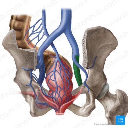 Right external iliac vein (Vena iliaca externa dextra); Image: Begoña Rodriguez