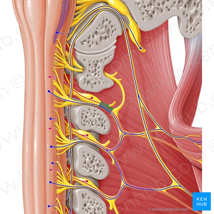 Spinal nerve C2 (Nervus spinalis C2); Image: Paul Kim