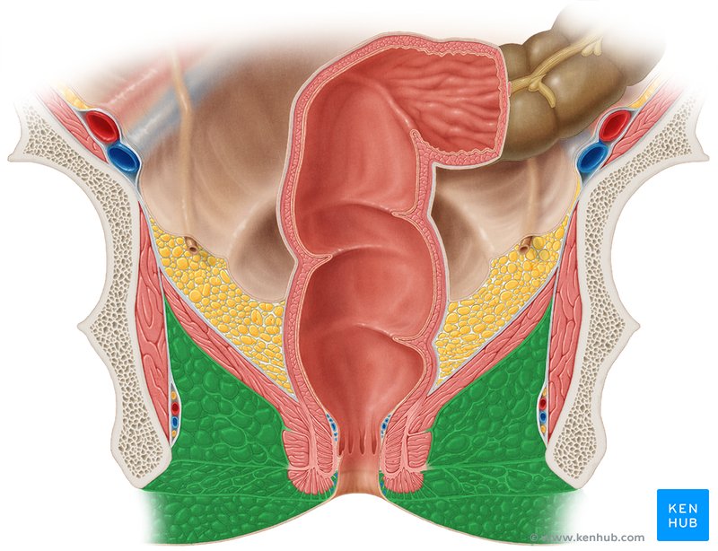 Ischioanal fossa - ventral view