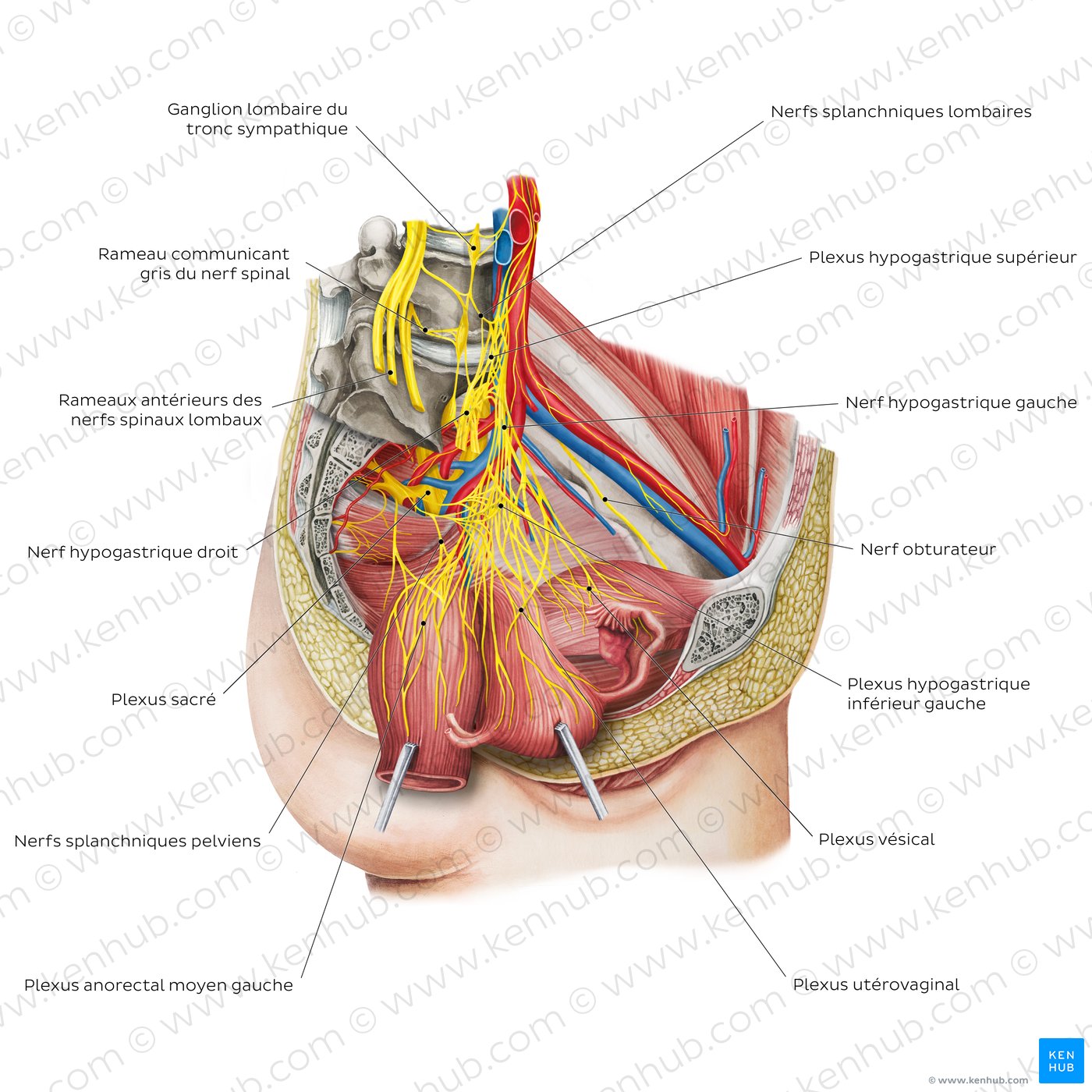 Nerfs du pelvis et du périnée : schéma 
