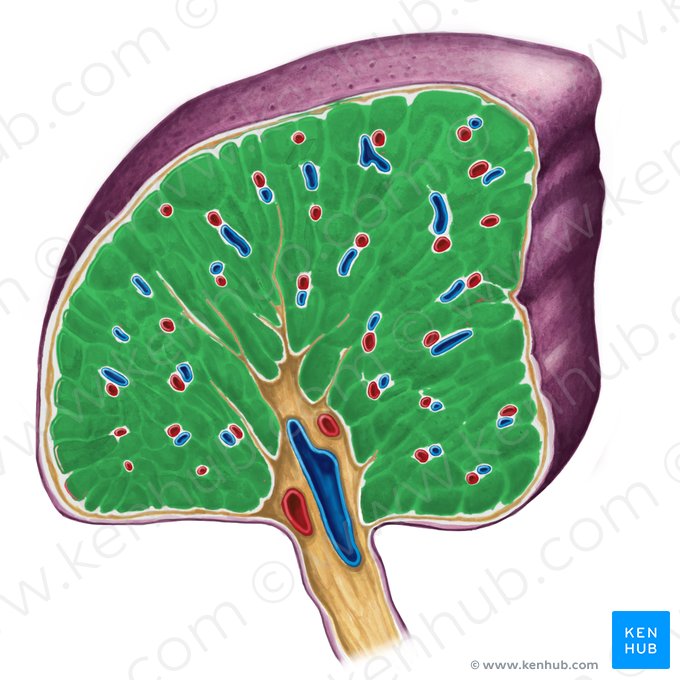 Splenic pulp (Pulpa splenis); Image: Irina Münstermann