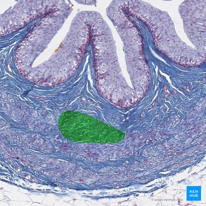 Inner longitudinal layer of muscular coat of ureter (Stratum internum longitudinale tunicae muscularis ureteris); Image: 